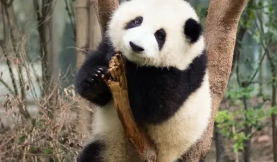 Džinovska panda Ja Ja vraćena u Kinu nakon 20 godina