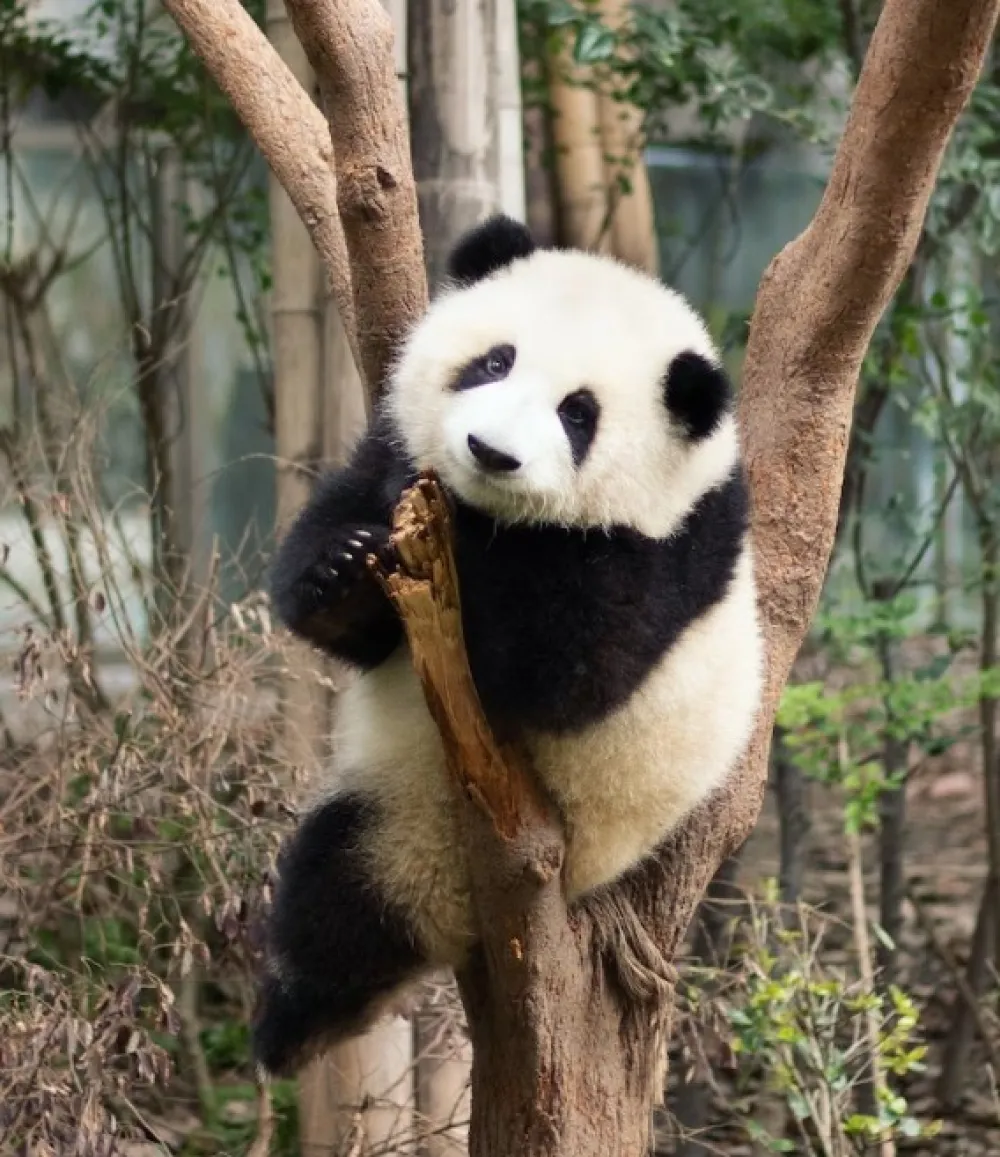 Džinovska panda Ja Ja vraćena u Kinu nakon 20 godina