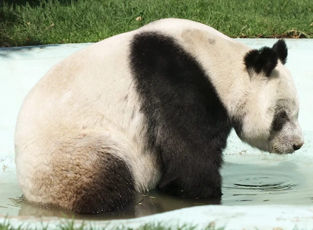Ling Ling, a male panda on loan to Mexico City's Chapultepec Zoo from Ueno Zoo in Tokyo as part of breeding program cools off in a pool of water in his enclosure, April 19, 2002. Ling Ling will be travelling back to Tokyo next week as the second of his five visits has come to an end. Zoo staff had to resort to artificial insemination for a second time as Ling Ling refused to mate any of the three females at Chapultepec zoo. Mexico City's zoo was the first to breed pandas in captivity outside of China. REUTERS/Daniel Aguilar