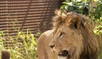 FELIDA Big Cat Sanctuary