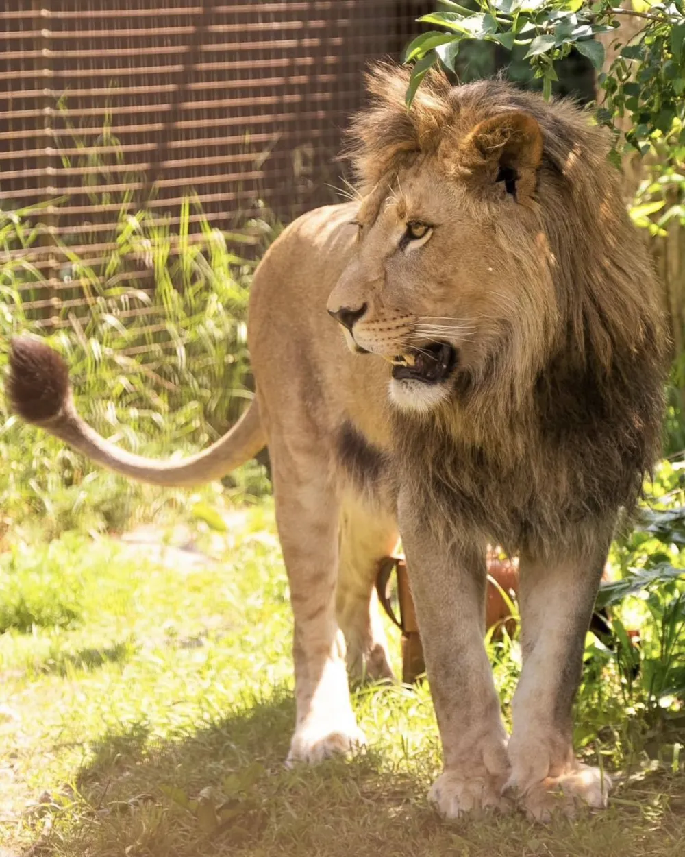 FELIDA Big Cat Sanctuary