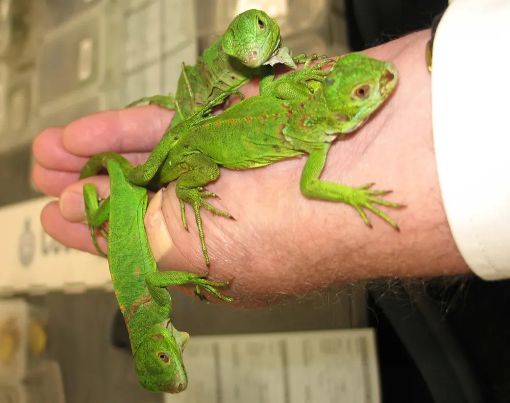 Mesto: BRIZBEJN<br>Datum: 23.08.2005<br>Dogadjaj: DRUSSTVO - ZZIVOTINJE - carinik drzzi iguane zaplenjene na aerodromu u Brizbejnu<br>Licnosti: <br>