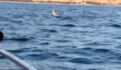 (VIDEO) Atraktivna igra delfina u barskom zalivu