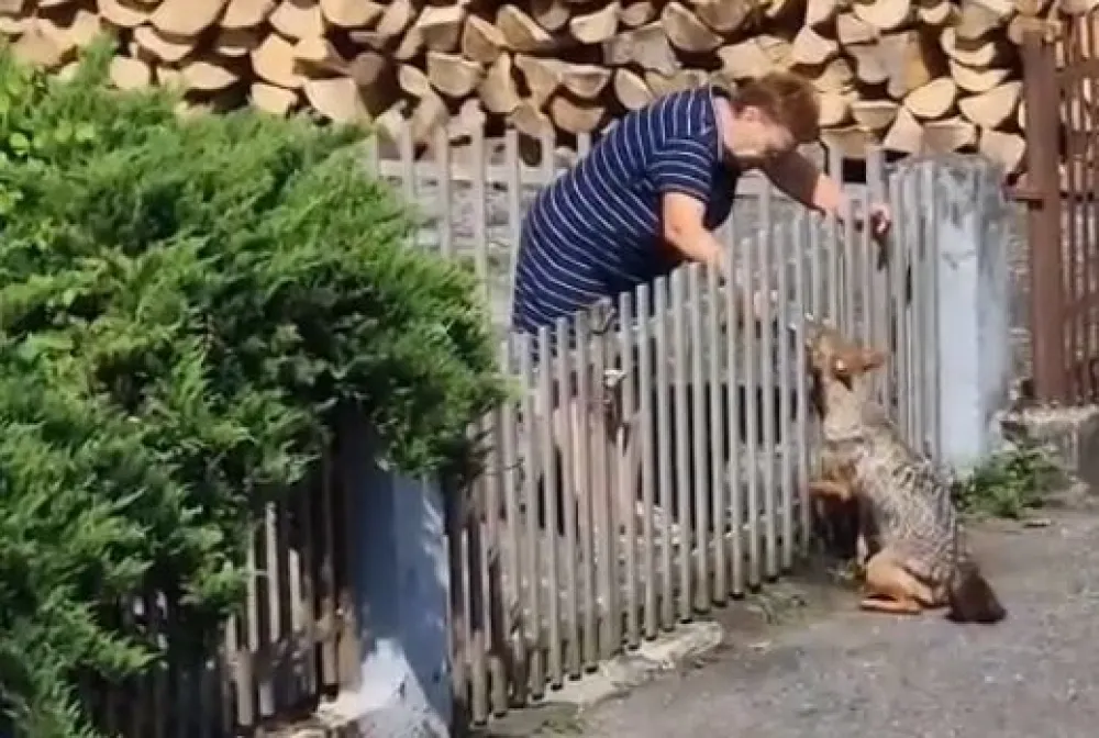 Žena koja je hranila povrijeđenog &scaron;akala