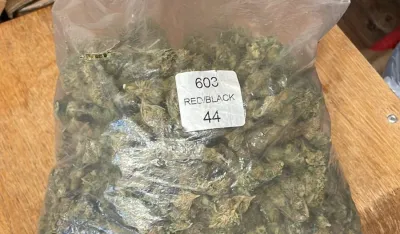 marihuana, Tivat