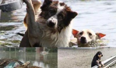 Foto: Humanitarček/Facebook 