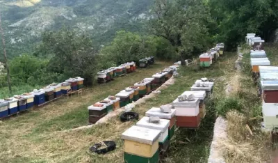 Medvjed u&scaron;ao u pčelinjak i uni&scaron;tio pčelinje leglo