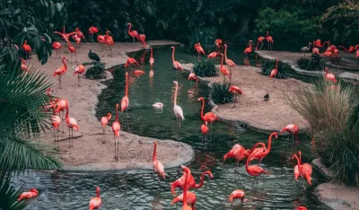 Uragan Idalia odnio flamingose do Ohaja