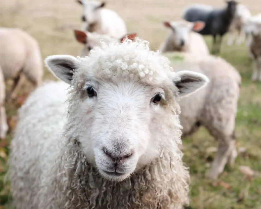 FOTO: Sam Carter - Unsplash<br>Ovca, stado ovaca, ilustracija