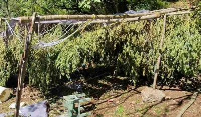 (FOTO) Nik&scaron;ić: Pronađena plantaža marihuane, uhap&scaron;ene dvije osobe