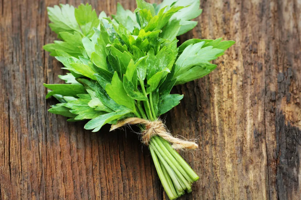Bunch of lovage herb on wooden background.