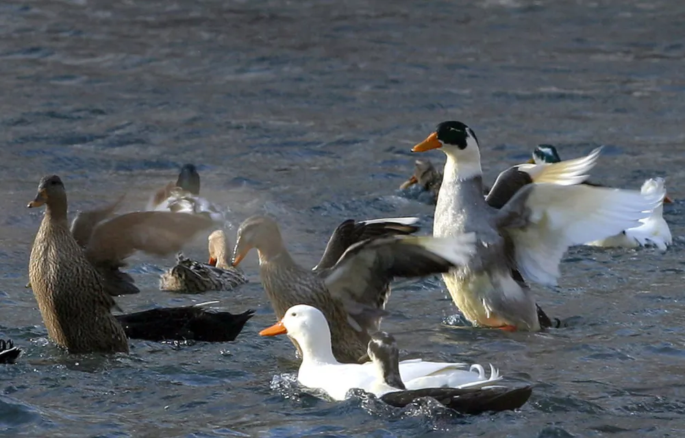A flock of ducks swim at Tirana's lake February 24, 2006. Albania has stepped up measures against the spread of the disease in the country and increased controls on endangered areas, mostly in the south. Last week Albania banned poultry imports from Slovenia, Italy and Bulgaria.      REUTERS/Arben Celi