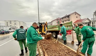 Novi drvored u Zmaj Jovinom bulevaru