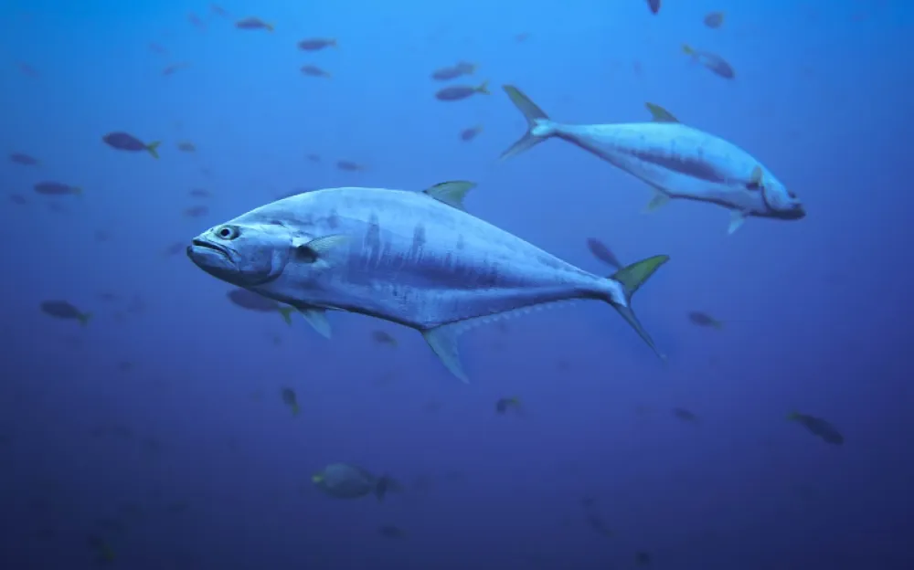 Tuna prodata na aukciji za 789.000 dolara