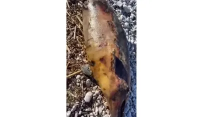 Uginuli delfin na Crvenoj plaži