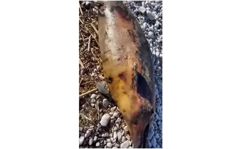 Uginuli delfin na Crvenoj plaži