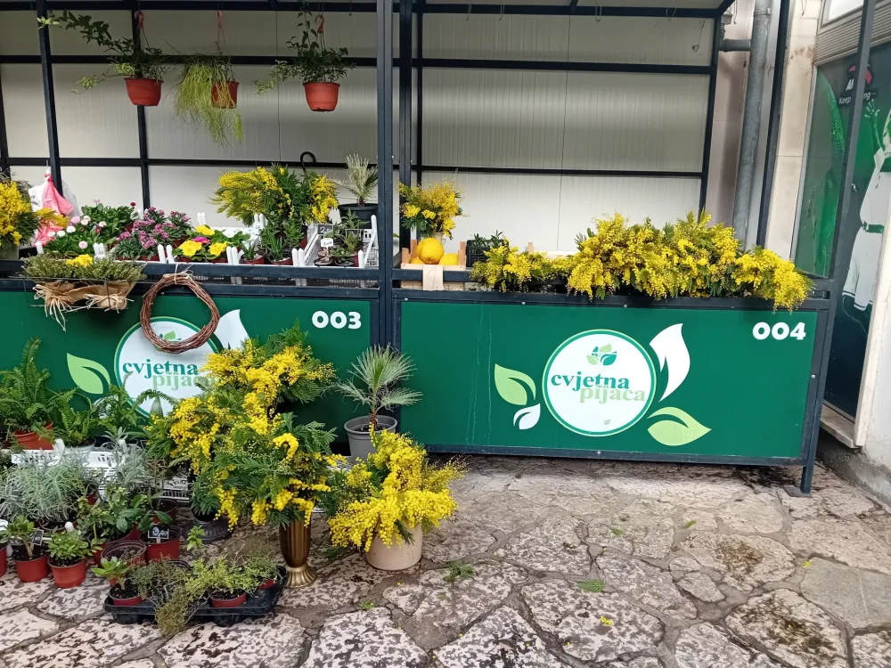 U Boki sve manje stabala mimoze