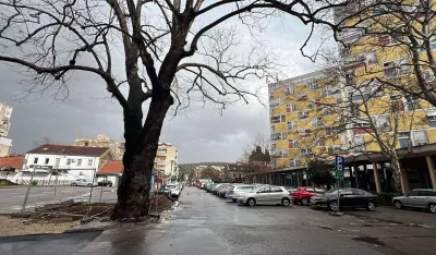 Jo&scaron; nije odlučeno kako će obilježiti platan u centru: Kad bi godovi mogli da progovore