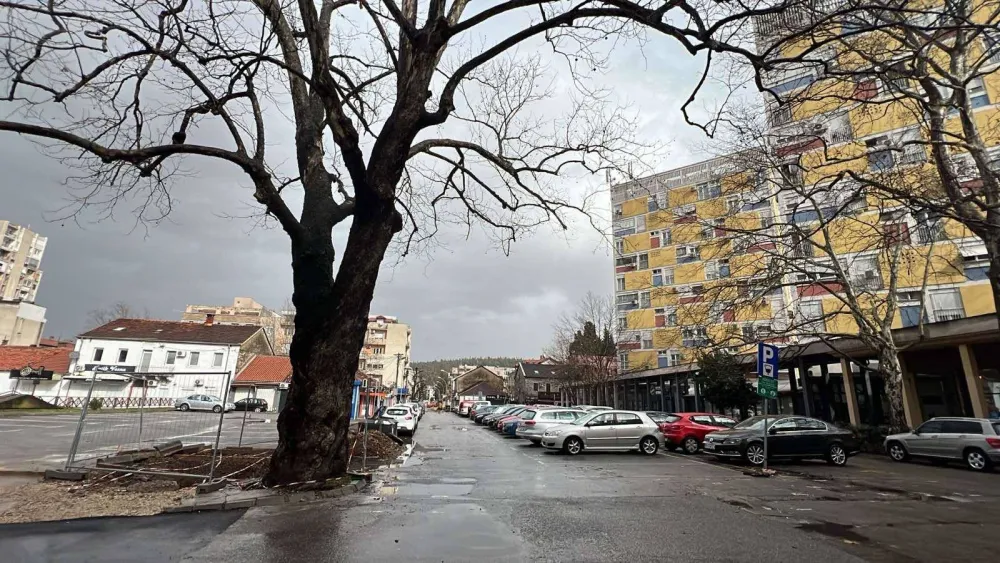 Jo&scaron; nije odlučeno kako će obilježiti platan u centru: Kad bi godovi mogli da progovore