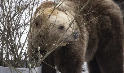 Klimatske promjene: Medvjedi u finskom zoo vrtu spavali samo &scaron;est sedmica