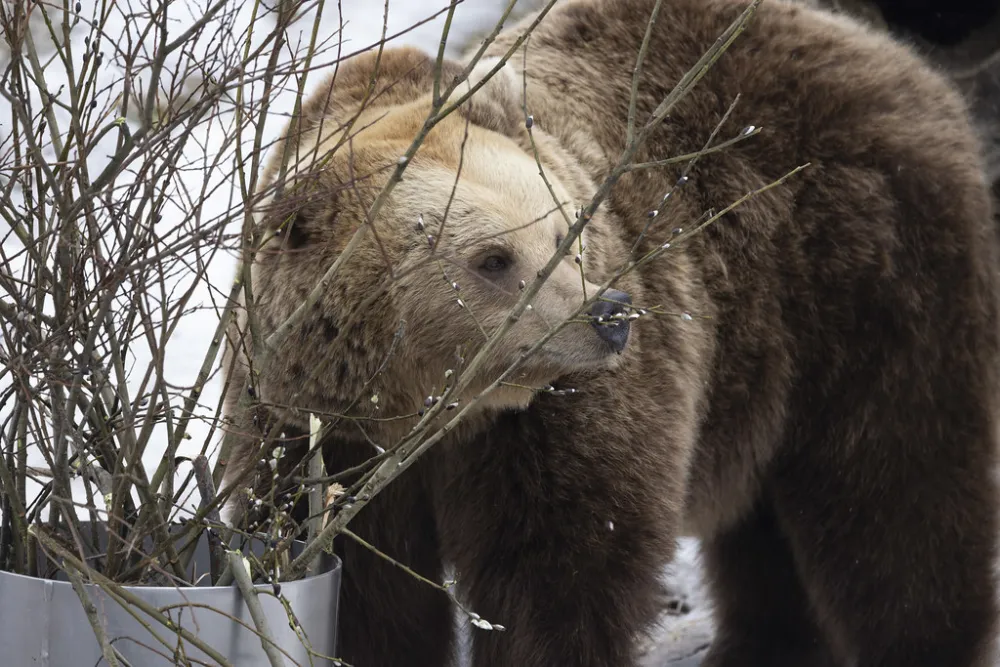 Klimatske promjene: Medvjedi u finskom zoo vrtu spavali samo &scaron;est sedmica