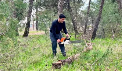 Uklanajaju stabla 