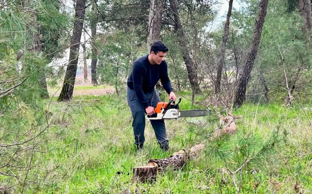 Uklanajaju stabla 