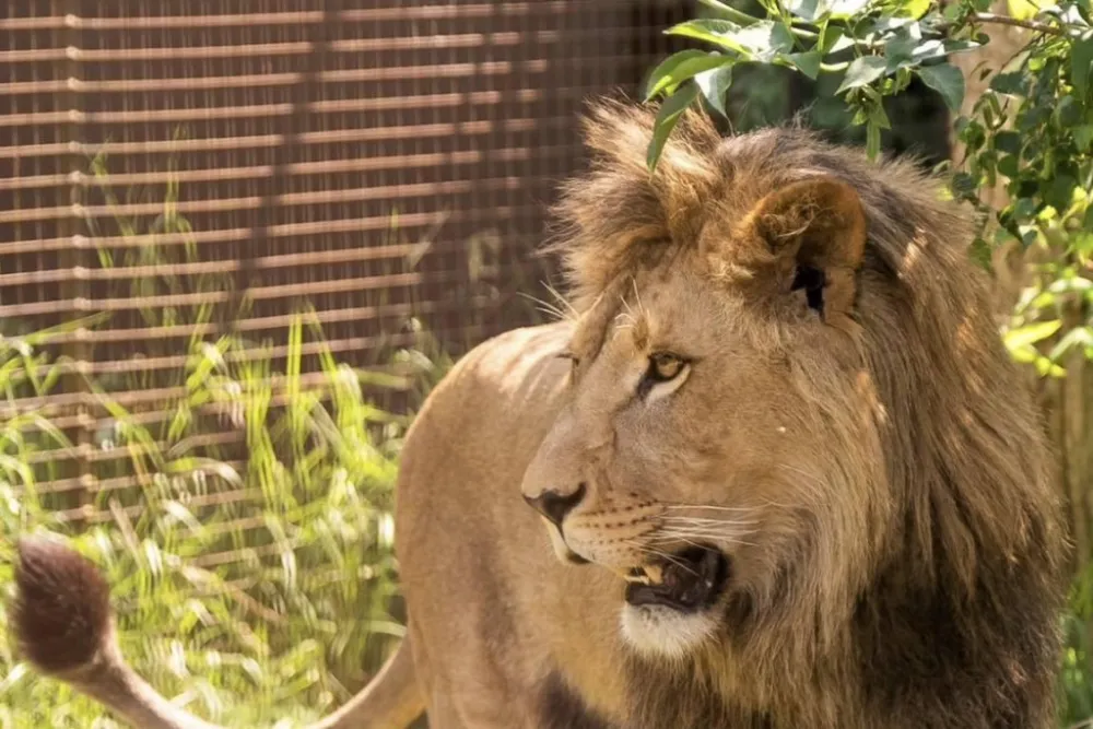 Otvori galeriju slika/- FELIDA BIG CAT SANCTUARY