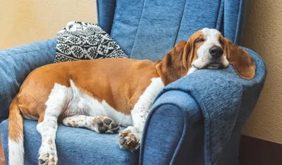 Pet najzdravijih rasa pasa