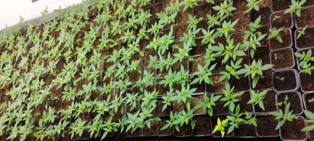 Plantaža marihuane kod Leposavića: U&nbsp;kući nađeno 407 stabljika