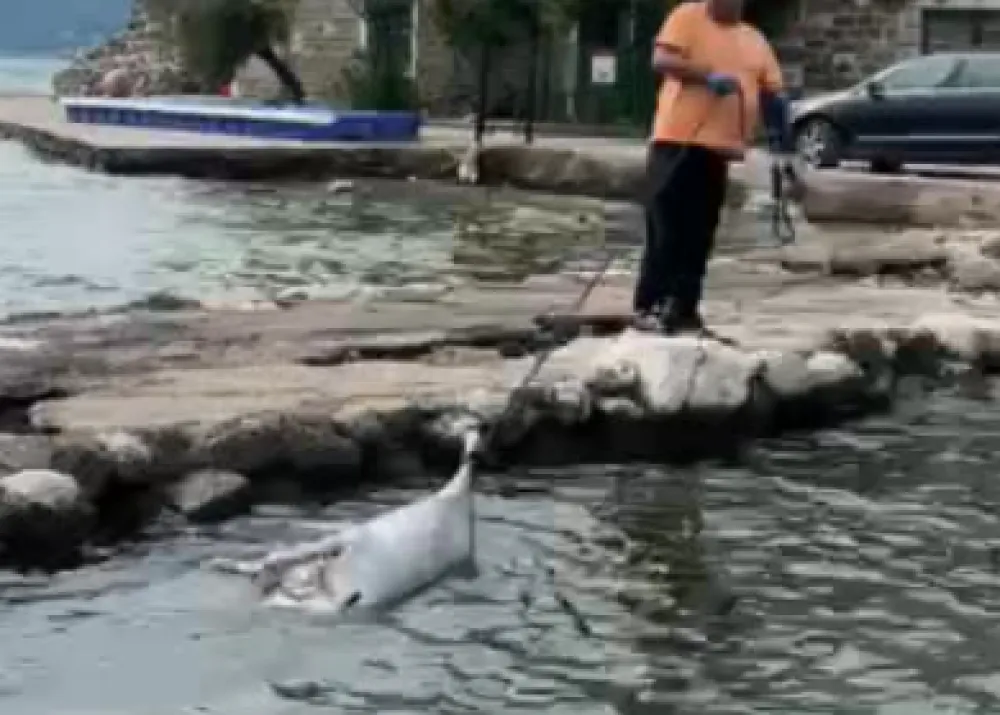 Incident u Tivtu: Psa vezali za teg od 20 kilograma i bacili u more?