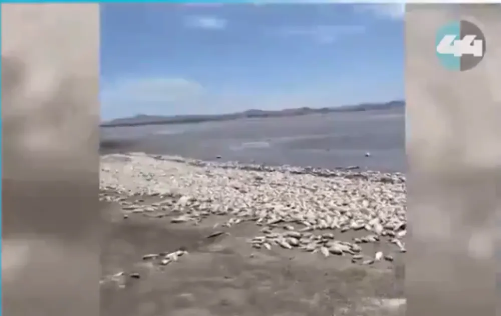 (VIDEO) Meksiko: Vi&scaron;e hiljada riba uginulo u jezeru, uzrok velika su&scaron;a