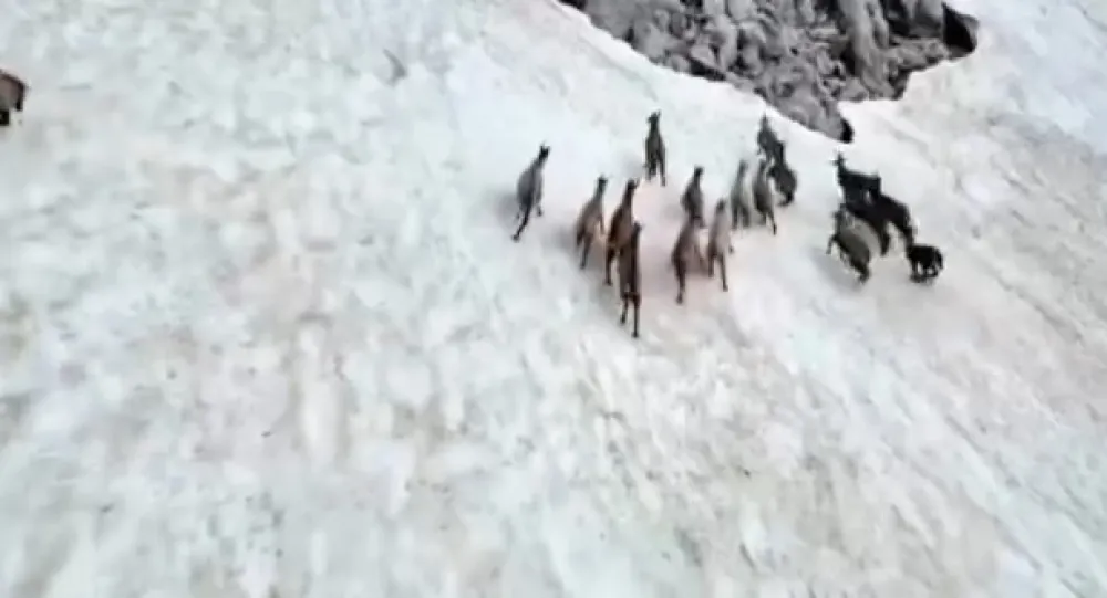 Neodgovornim kori&scaron;ćenjem drona ugroženo krdo divokoza u NP Durmitor