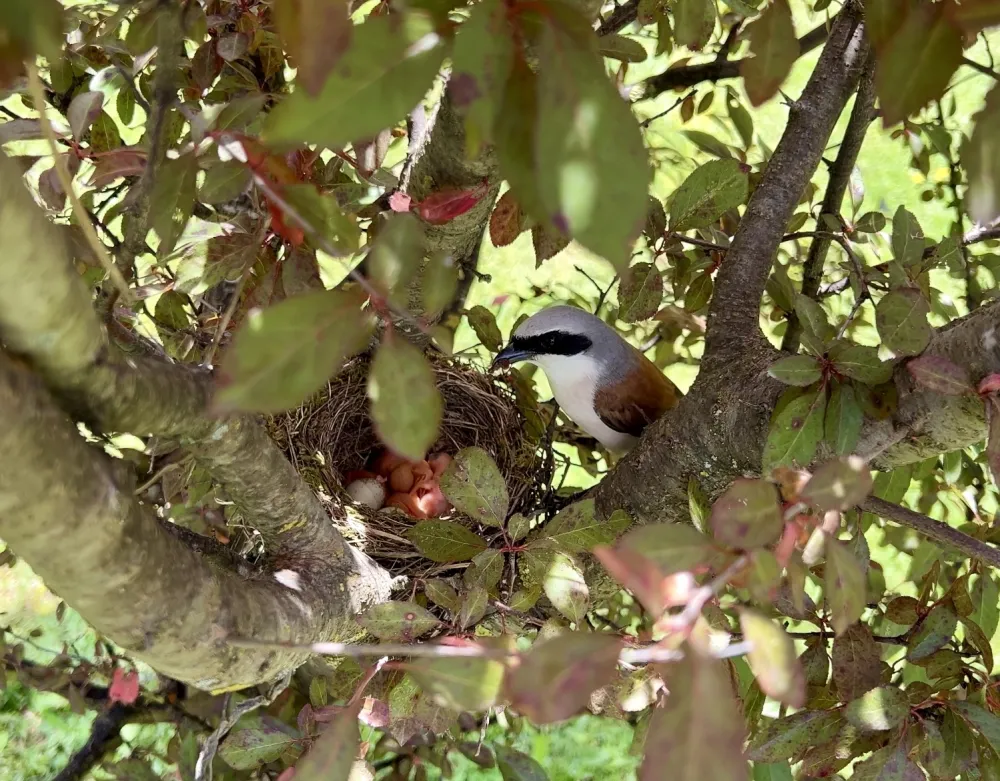  (VIDEO/ FOTO) Rađanje svračka