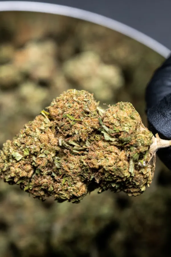 U Baru uhap&scaron;ena osoba kod koje je pronađena marihuana i heroin