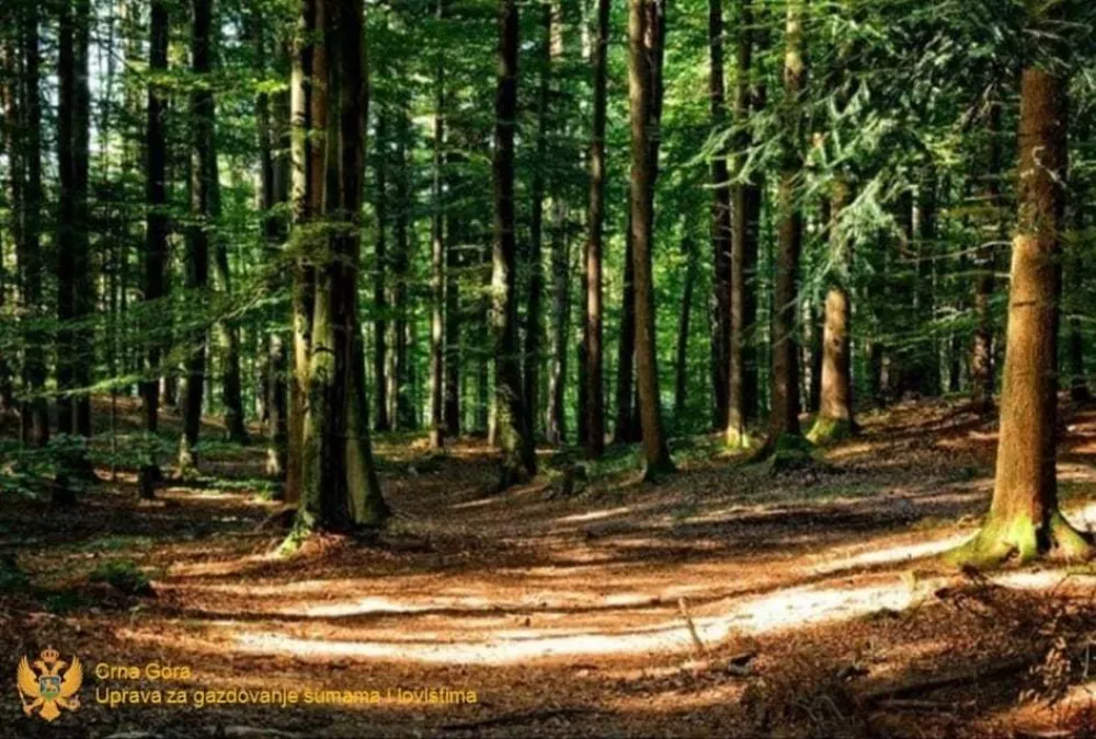 Inspekcija na Jelovici zatekla bespravnu sječu četinara