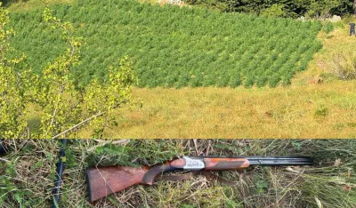&Scaron;ćepanović: Na graničnoj liniji između Crne Gore i Albanije zaplijenjene tri plantaže marihuane