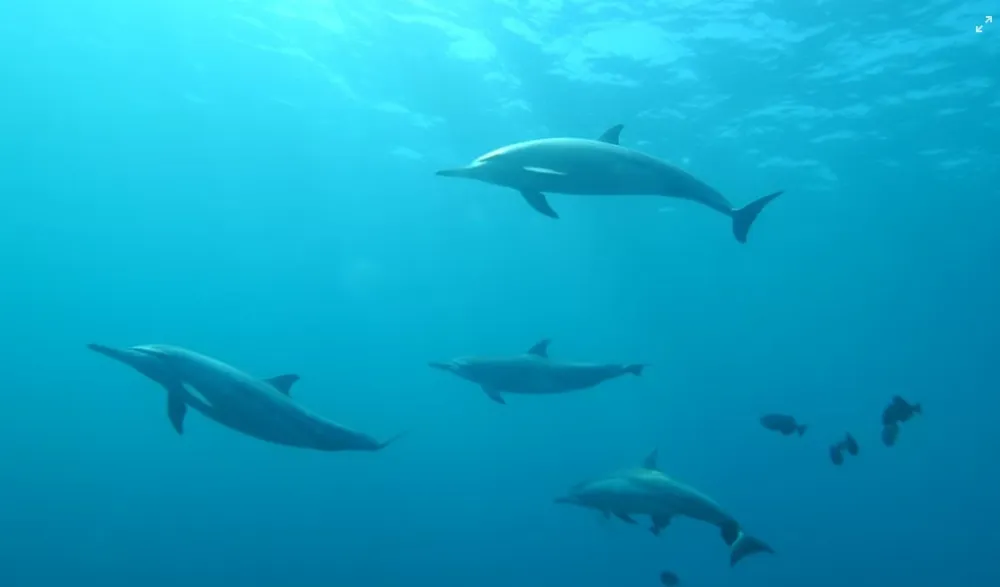 Mrtav delfin pronađen na Adi Bojani