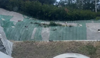 (VIDEO) Auto-put: Divokoze iznad tunela