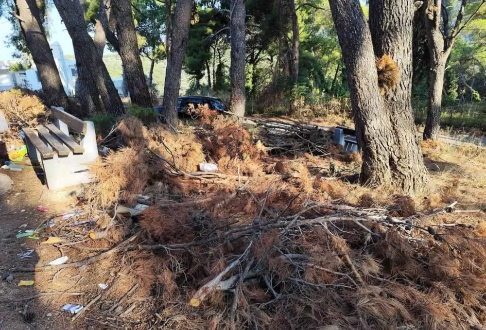 Mje&scaron;tani Meteriza najavili protest ukoliko nadležni ne za&scaron;tite borove &scaron;ume