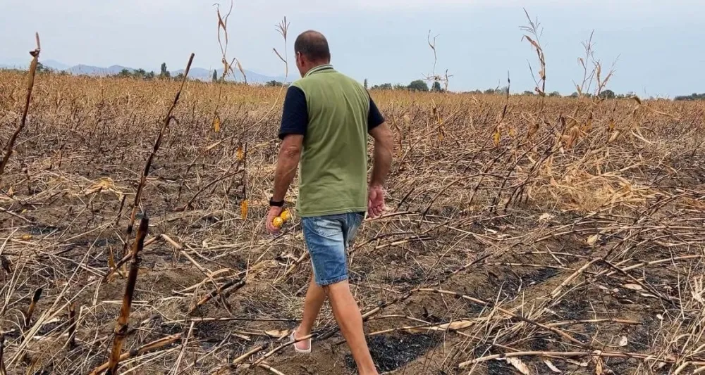 (VIDEO) Požar "obrao" hektar kukuruza u Zeti