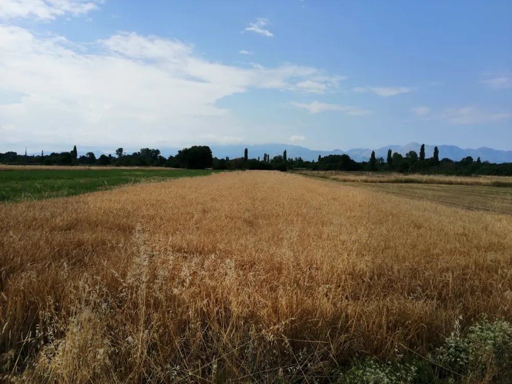 U Malesiji sve se manje siјe kukuruz i p&scaron;enica