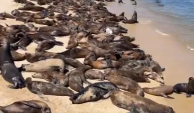 (VIDEO) Morski lavovi okupirali plažu: Ljudima zabranjeno da im prilaze