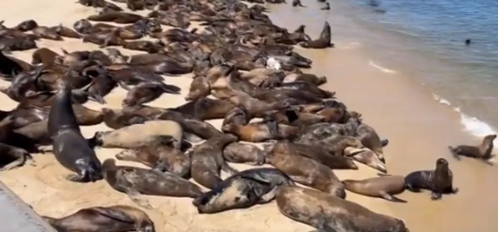 (VIDEO) Morski lavovi okupirali plažu: Ljudima zabranjeno da im prilaze