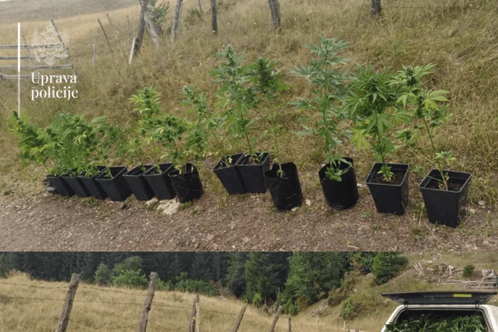 Iz Uprave policije saop&scaron;tili podatke o zaplijenjenim zasadima konoplje: Marihuana uspiјeva od mora do Durmitora