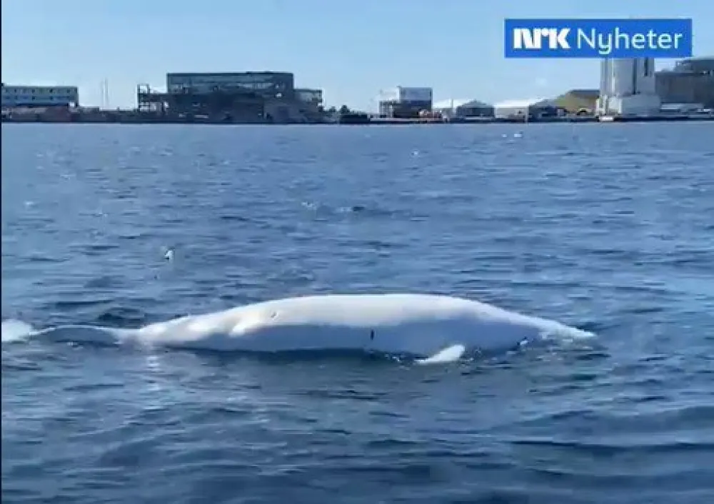 (VIDEO) Pronađeno tijelo kita za koga se sumnja da je prikupljao podatke za Rusiju