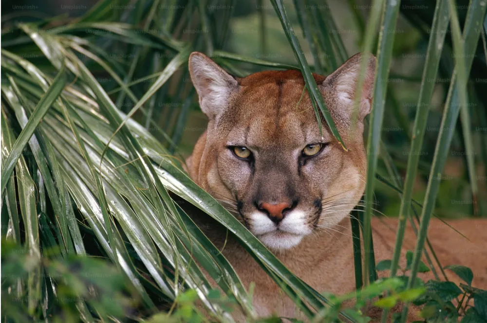 Puma napala dijete u parku u Kaliforniji
