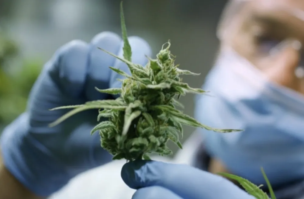 Nova istraživanja dovela do iznenađujućih otkrića: Marihuana mijenja djelovanje gena