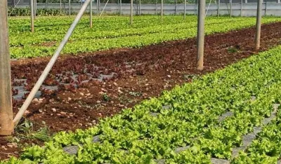 Raspisani novi javni pozivi: Pomažu biznis ideje, stočarstvo, pčelarstvo...