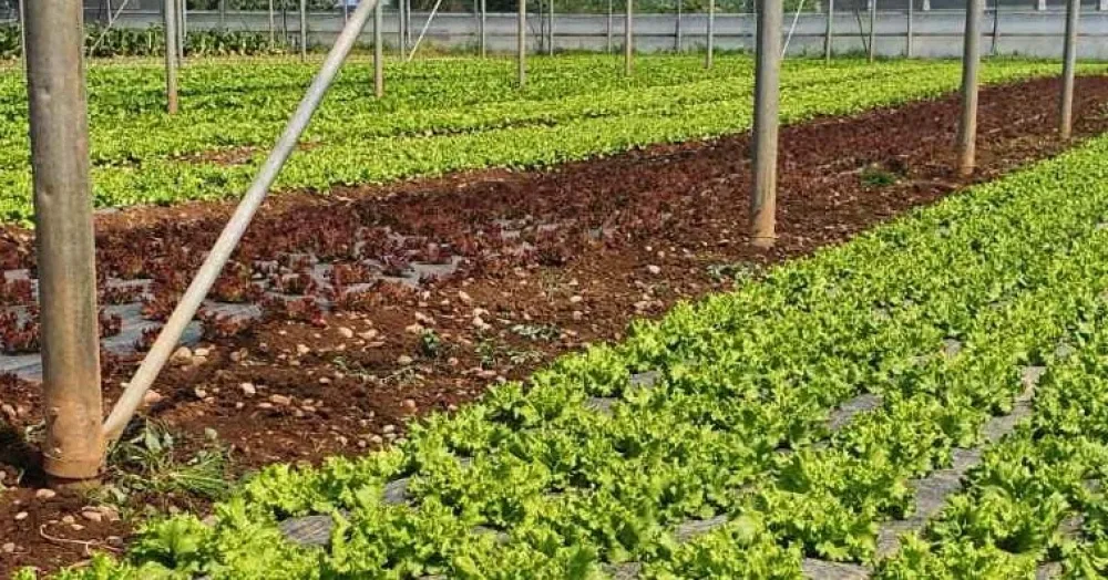 Raspisani novi javni pozivi: Pomažu biznis ideje, stočarstvo, pčelarstvo...